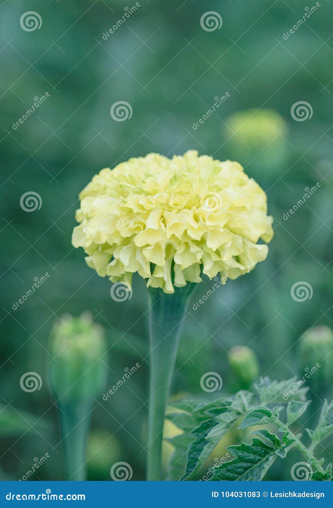 Ereta Branco Africano Do Cravo-de-defunto Ou Dos Tagetes Imagem de Stock -  Imagem de planta, fundo: 104031083