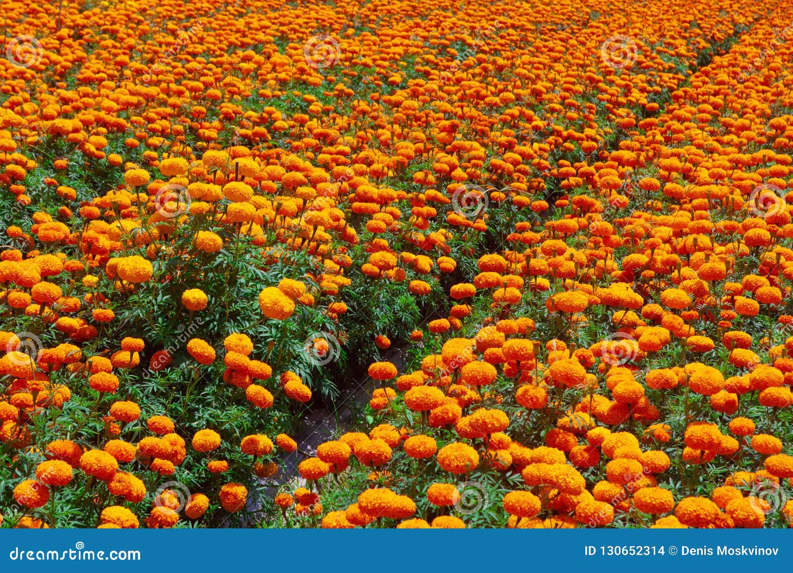 Ereta De Tagetes Ou Plantação Do Cravo-de-defunto Foto de Stock - Imagem de  tradicional, jardim: 130652314