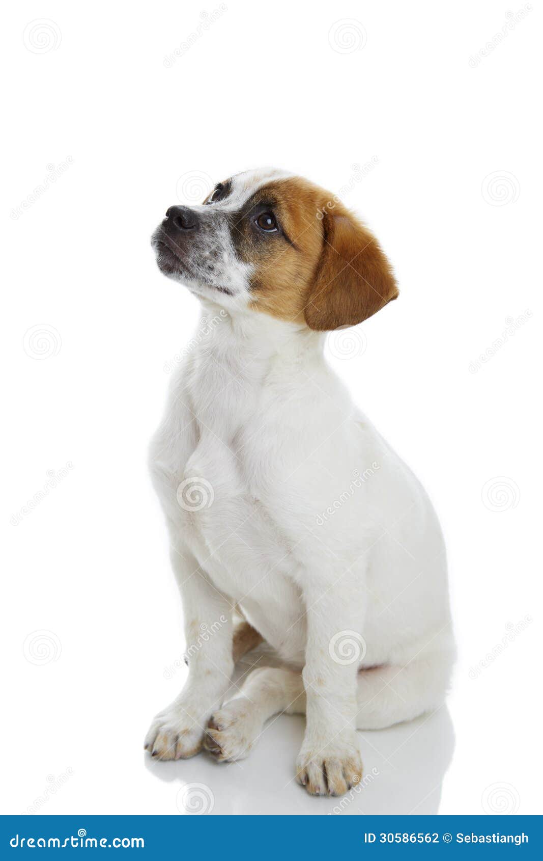 Ergebener sitzender Hund stockfoto. Bild von nett, gehorsam 30586562