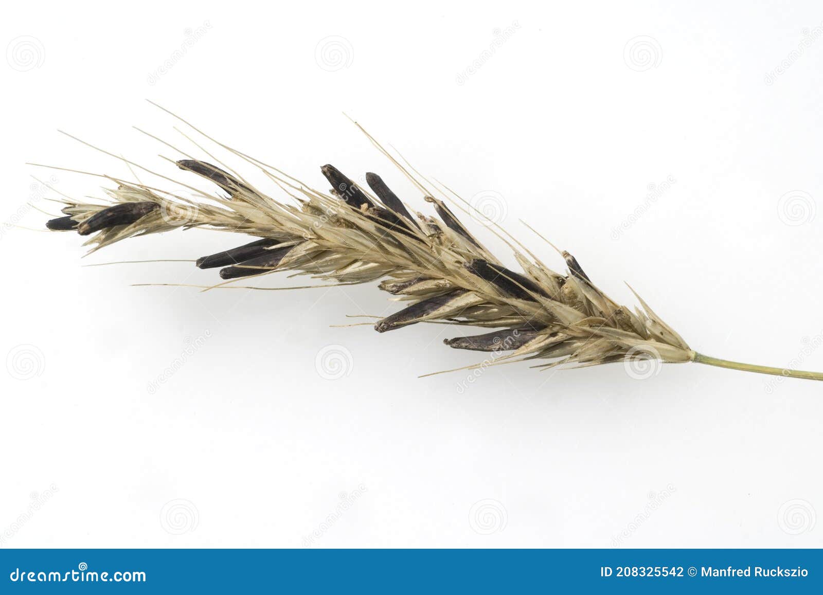 ergot parazita vagy)