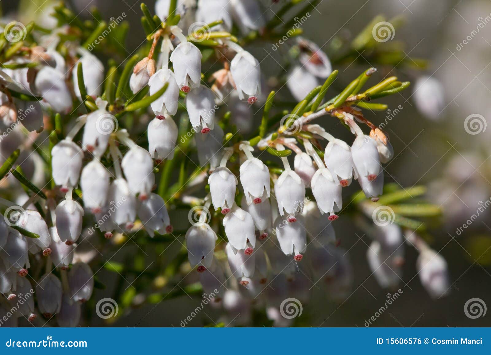 Best Erica Gracilis Royalty-Free Images, Stock Photos & Pictures