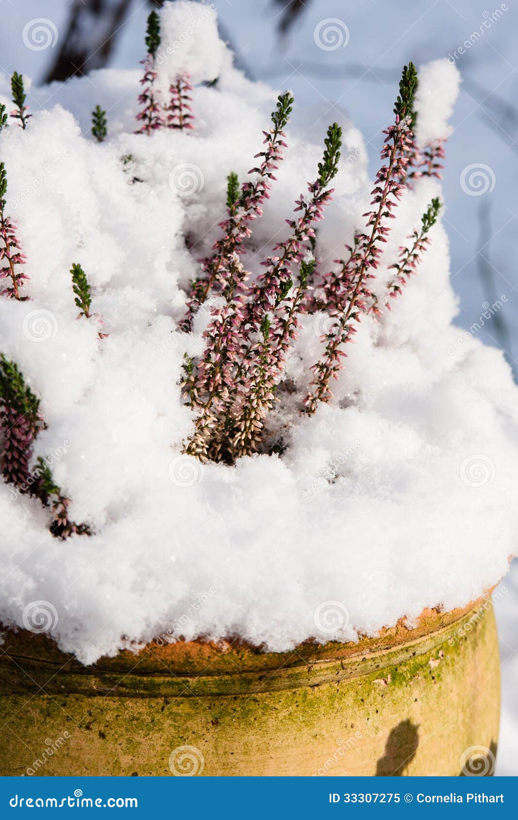 Erica with snow stock image. Image of outdoor, head, flower 33307275