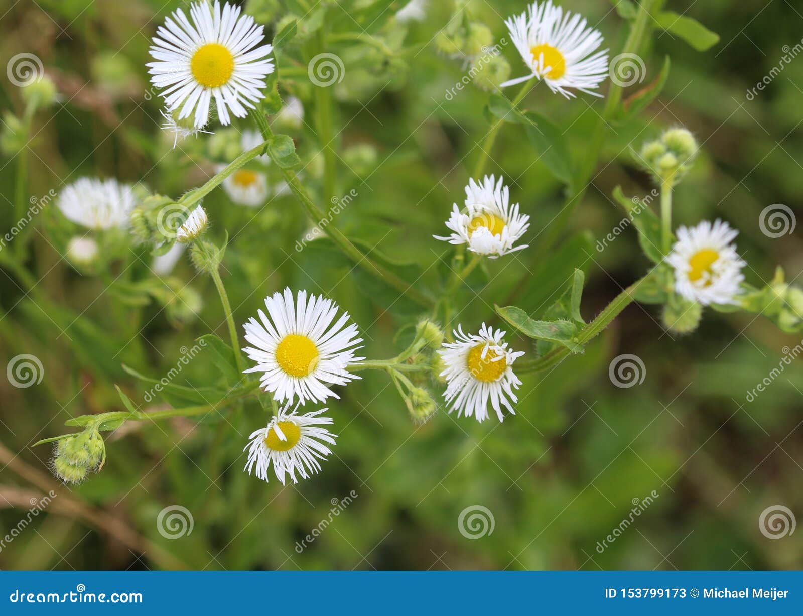Erigeron Annuus, Annual Fleabane, Daisy Fleabane, or Eastern Daisy Fleabane Stock Image Image