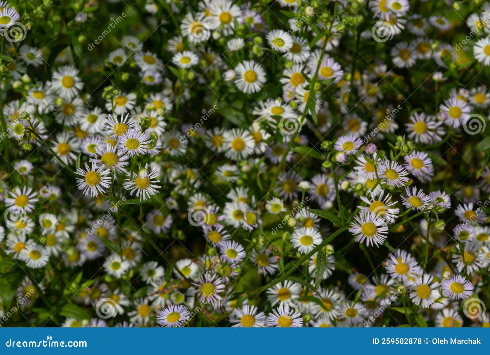 Erigeron Annuus Known As Annual Fleabane, Daisy Fleabane, or Eastern
