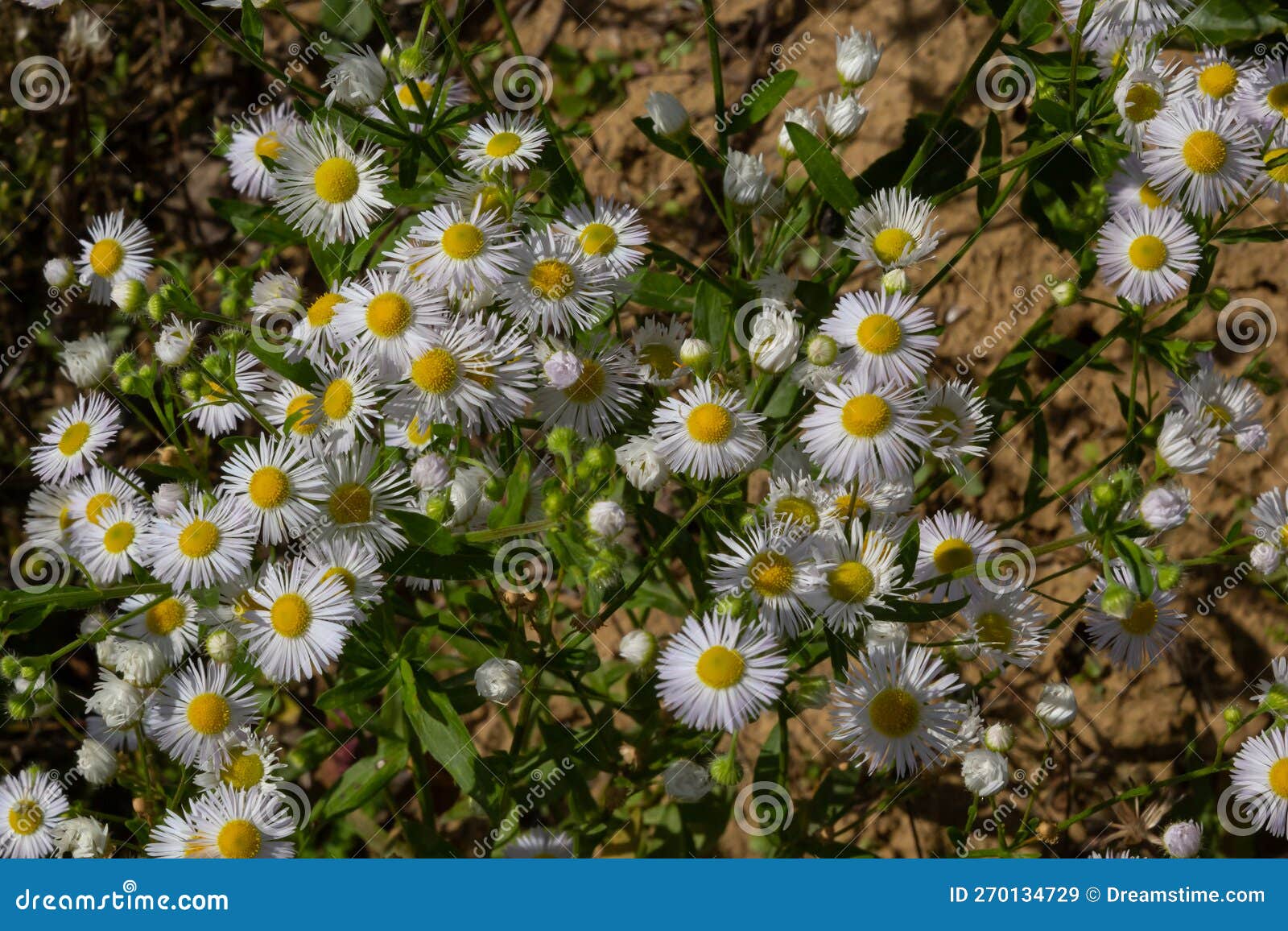 Erigeron Annuus Known As Annual Fleabane, Daisy Fleabane, or Eastern