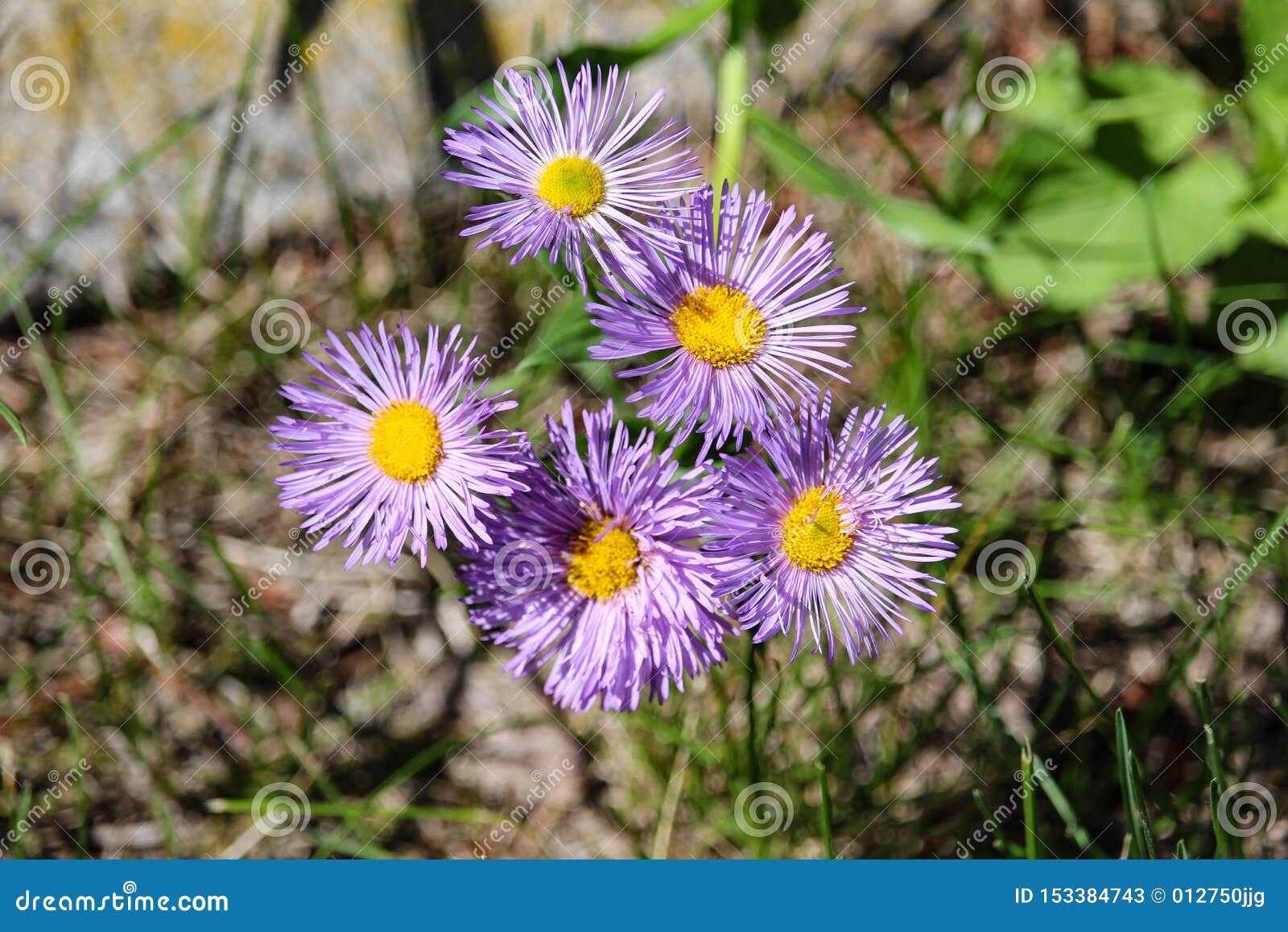 Frilly Fan Blue Fleabane Flowers Stock Image Image Of Blue Erigeron 153384743