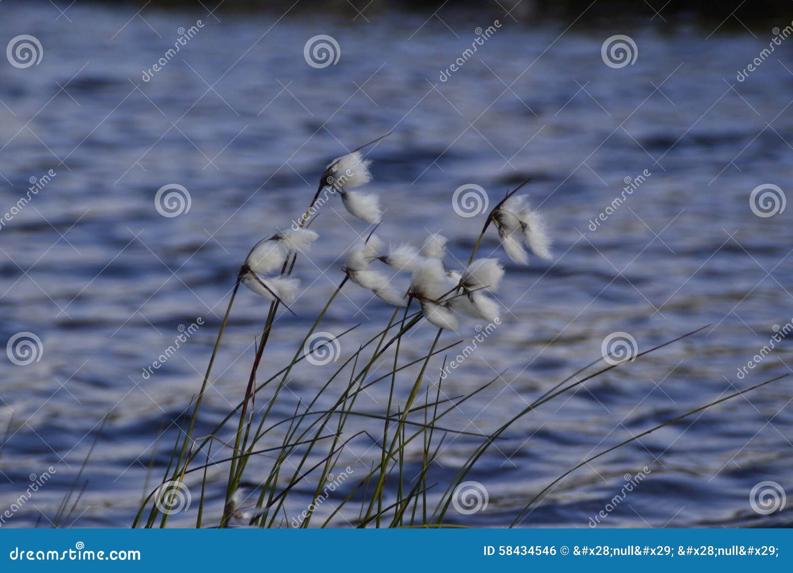 Eriophorum. Norwegisches myrull außer einem Quellwasser Freundlich, durchbrennend im Wind