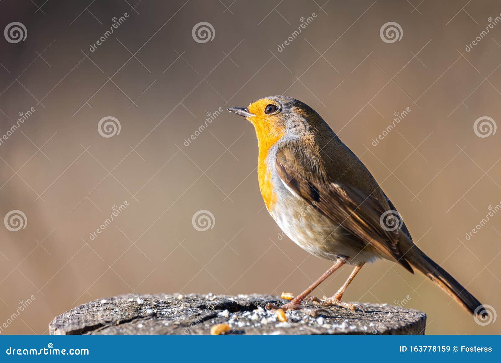 erithacus rubecula or petirrojo europeo with copy space for text