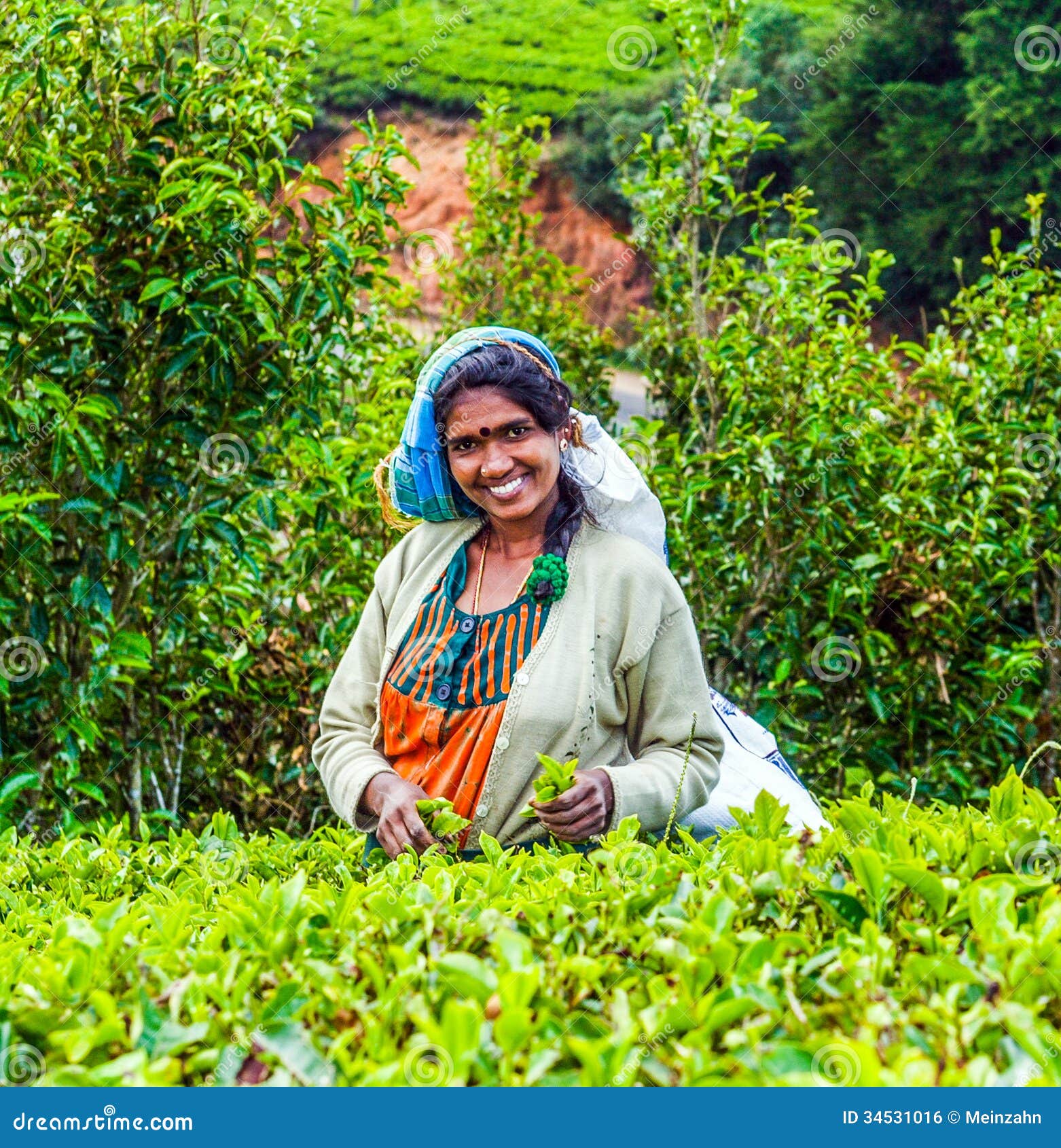 Ernte Auf Den Teegebieten, Tee Redaktionelles Foto Bild von leben