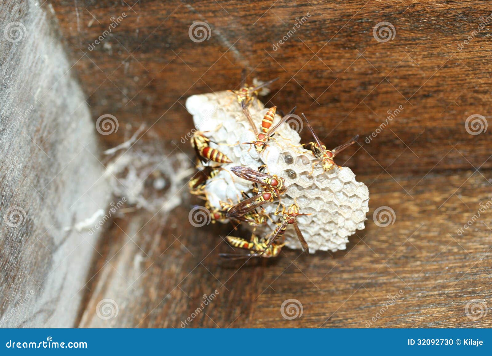 Erschreckende Stechende Insekten Stockfoto Bild von nest, braun 32092730