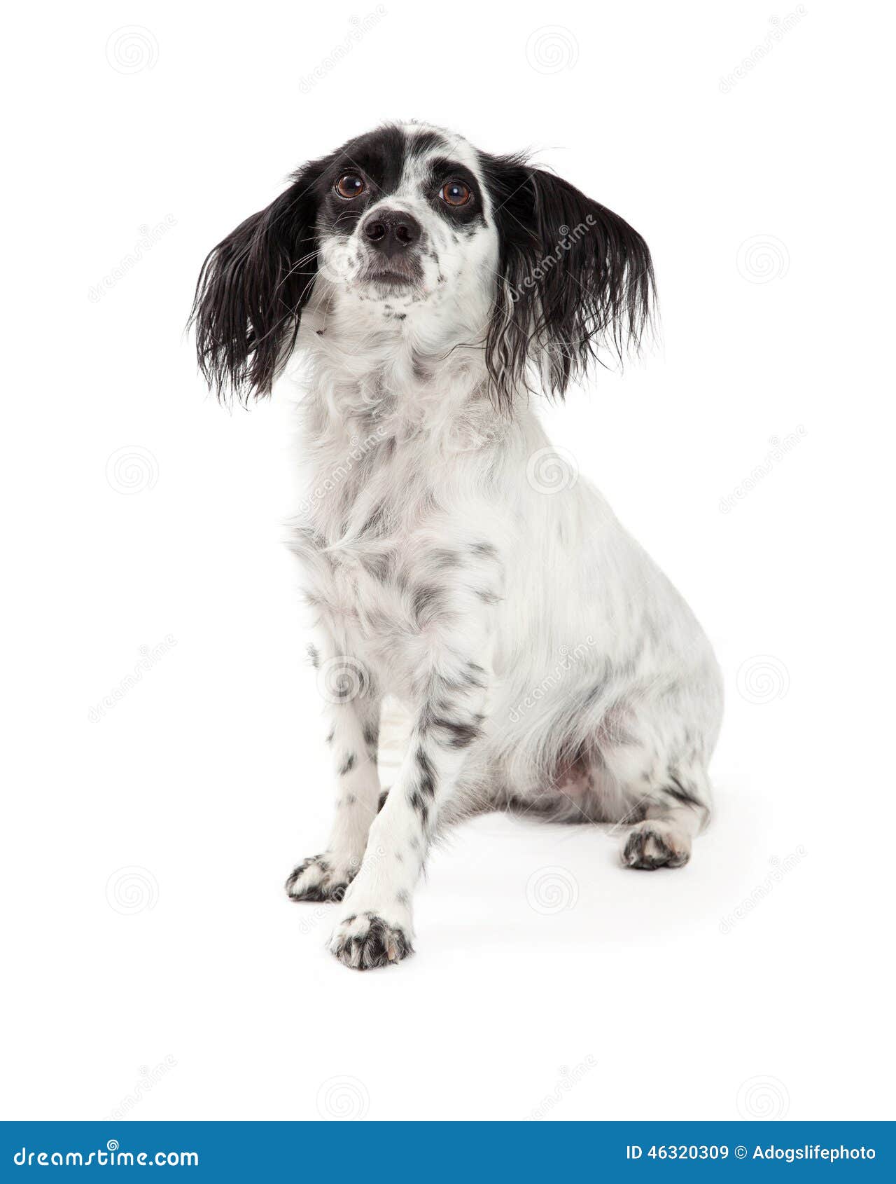 Erschrocken, Papillon Gemischten ZuchtHund Schauend Stockbild Bild