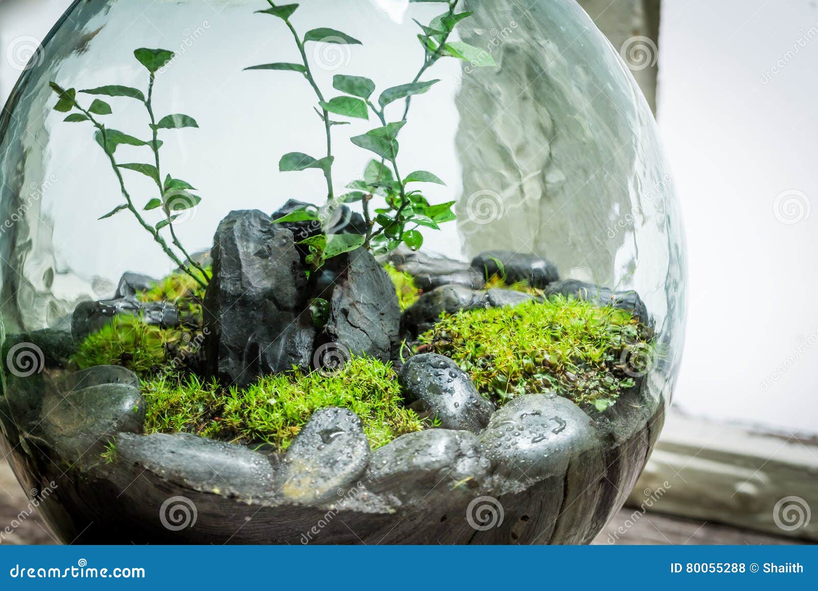 Erstaunliche Lebende Pflanzen In Einem Glas Speichern Das Erdkonzept Stockfoto Bild Von Pflanzen Erdkonzept