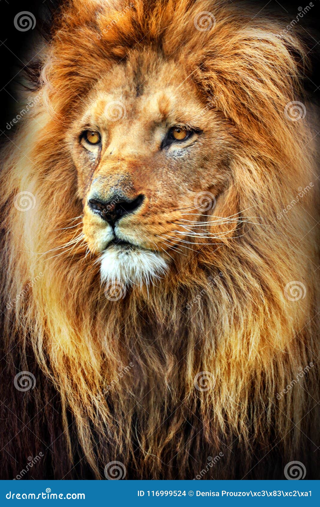 Erstaunliches Foto eines Löwes mit einer großen Mähne König von Tieren der Welt