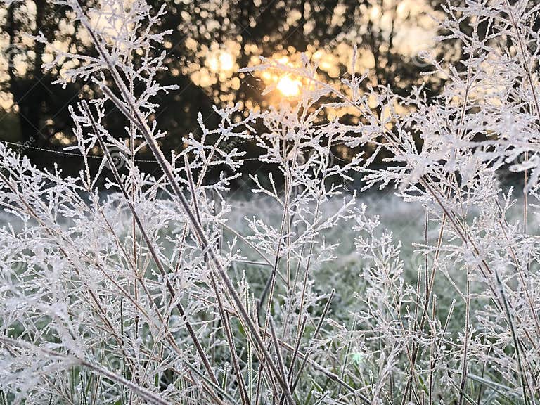 Erster Nachtfrost Der Saison Stockbild Bild von betriebe, jahreszeit