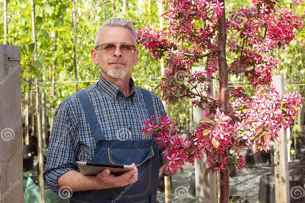 Erwachsener Gärtner Nahe Den Blumen Die Hände, Welche Die Tablette