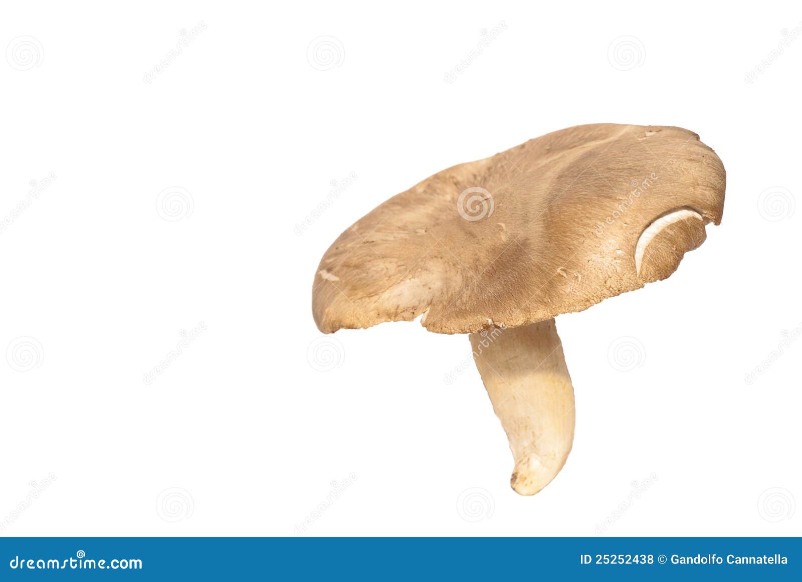 Eryngii del Pleurotus foto de archivo. Imagen de siciliano 25252438