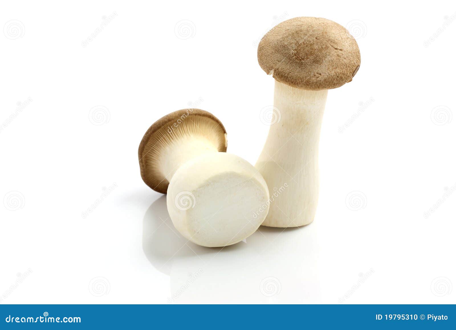 Eryngii Mushroom Isolated in White Background Stock Photo Image of