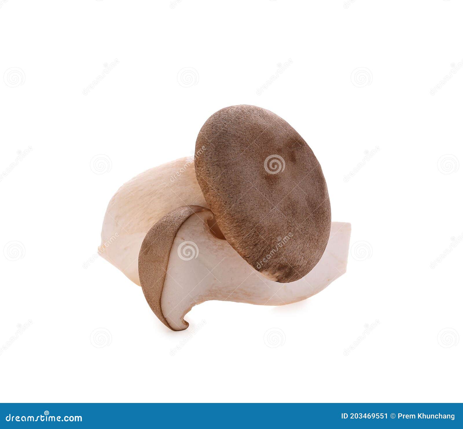 Eryngii Mushroom Isolated on White Background Stock Image Image of