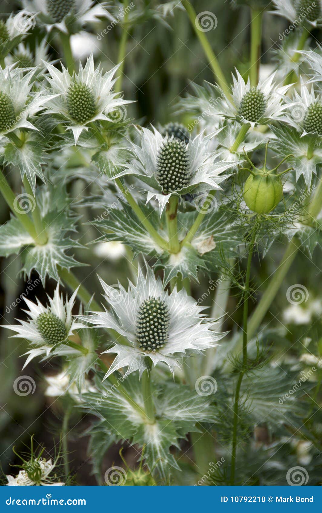 Eryngium RoyaltyFree Stock Image 26053204