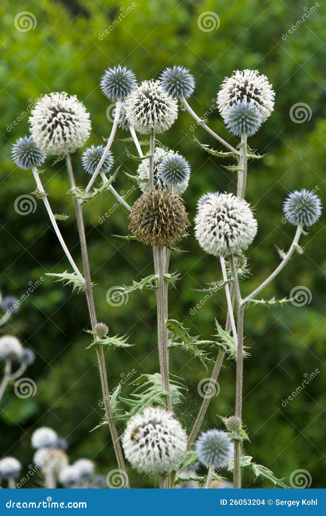 Eryngium RoyaltyFree Stock Image 26053204