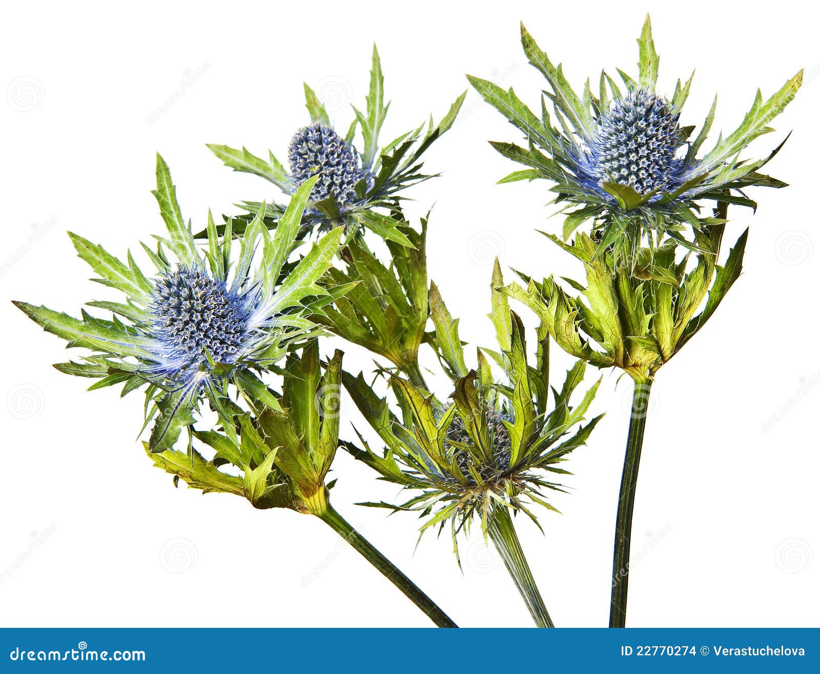 Eryngium alpinum thistle stock photo. Image of blossom 22770274