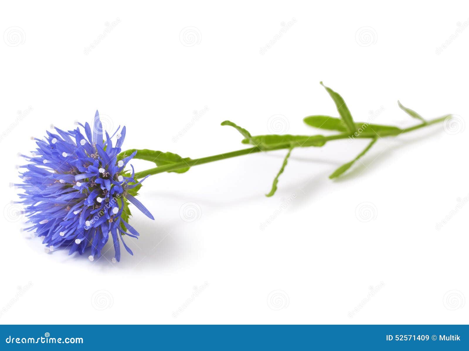 Eryngium. stock image. Image of floral, medicine, eryngium 52571409