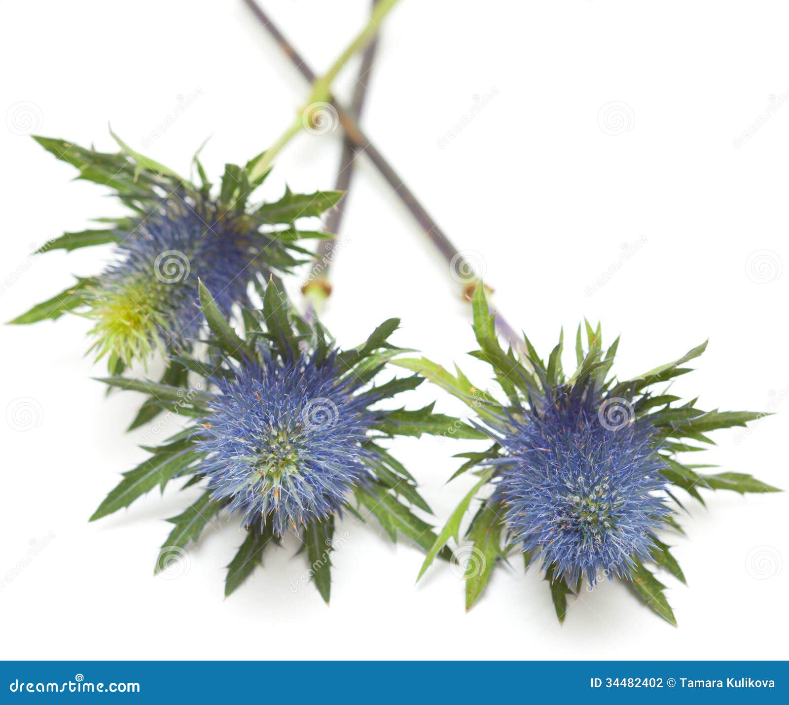 Eryngium stock photo. Image of nature, steely, plant 34482402