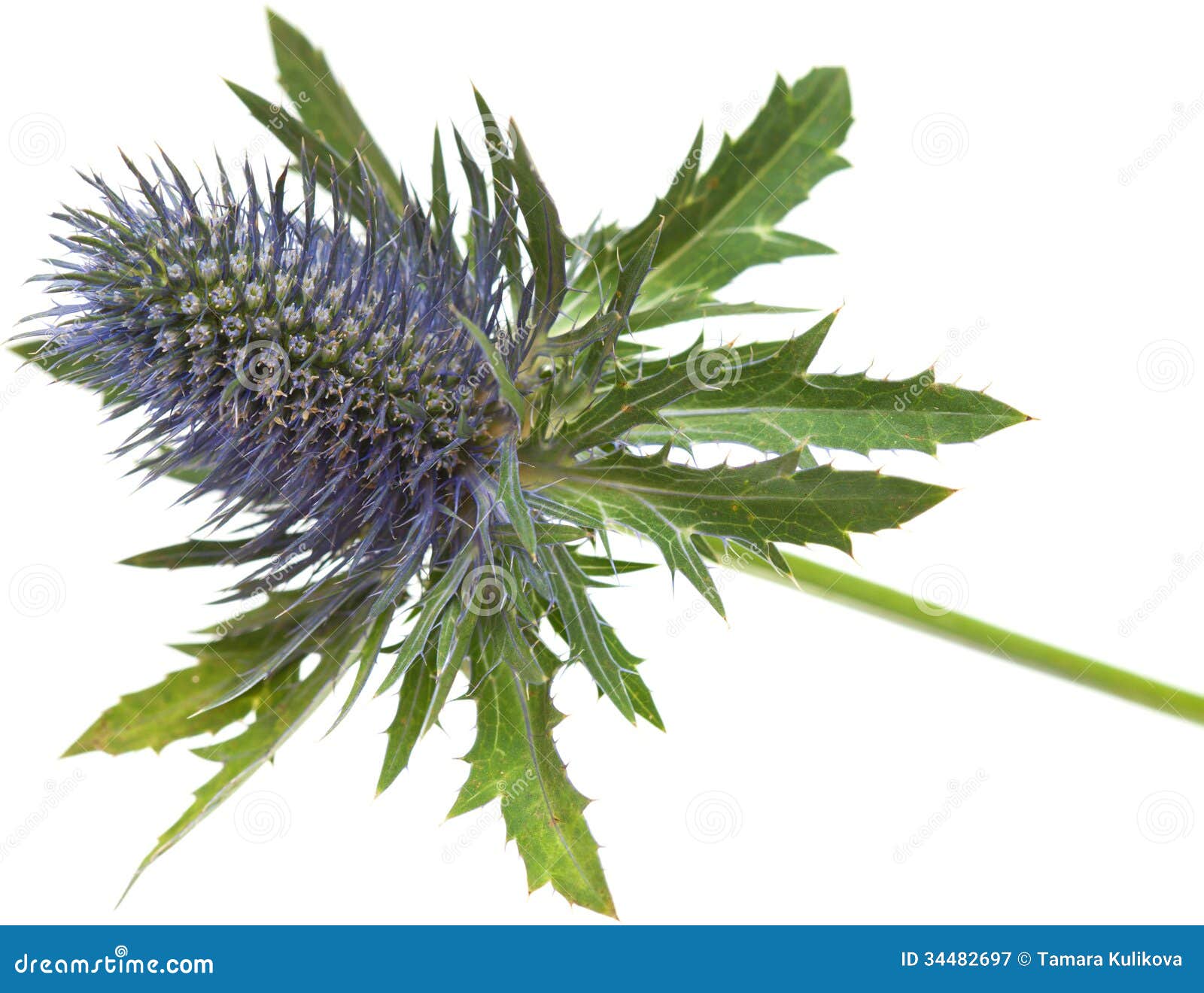 Eryngium stock image. Image of flowering, spiny, isolated 34482697