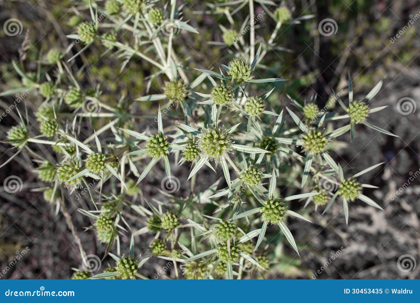 Eryngium campestre stockbild. Bild von grün, nahaufnahme 30453435