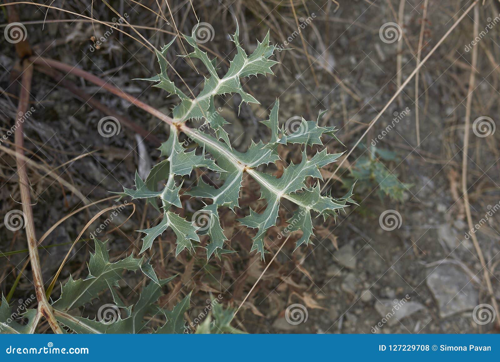 Spiny Leaf of Eryngium Campestre Stock Photo Image of botanical