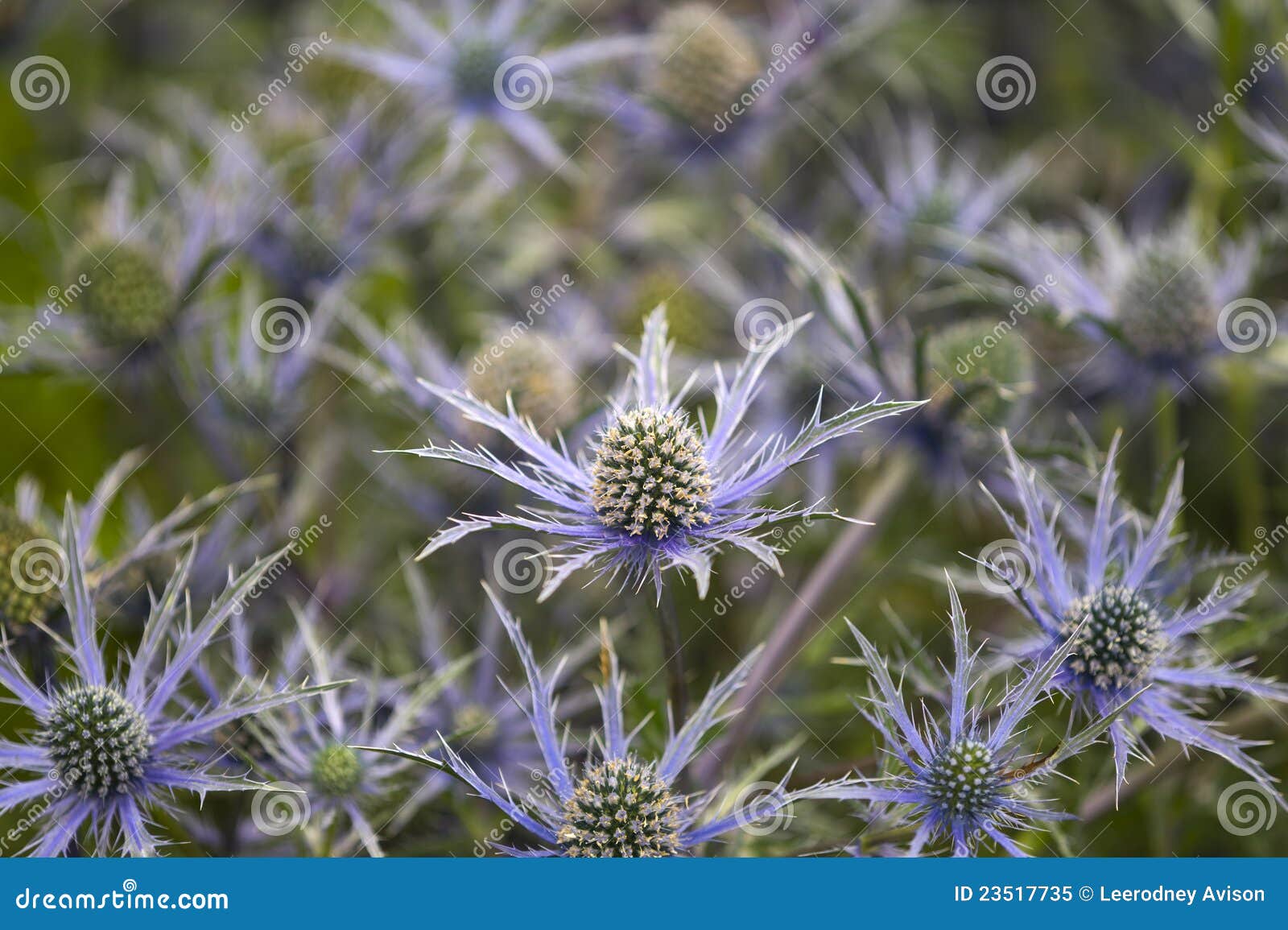 Eryngium cobalt star stock image. Image of prickly, flowers 23517735