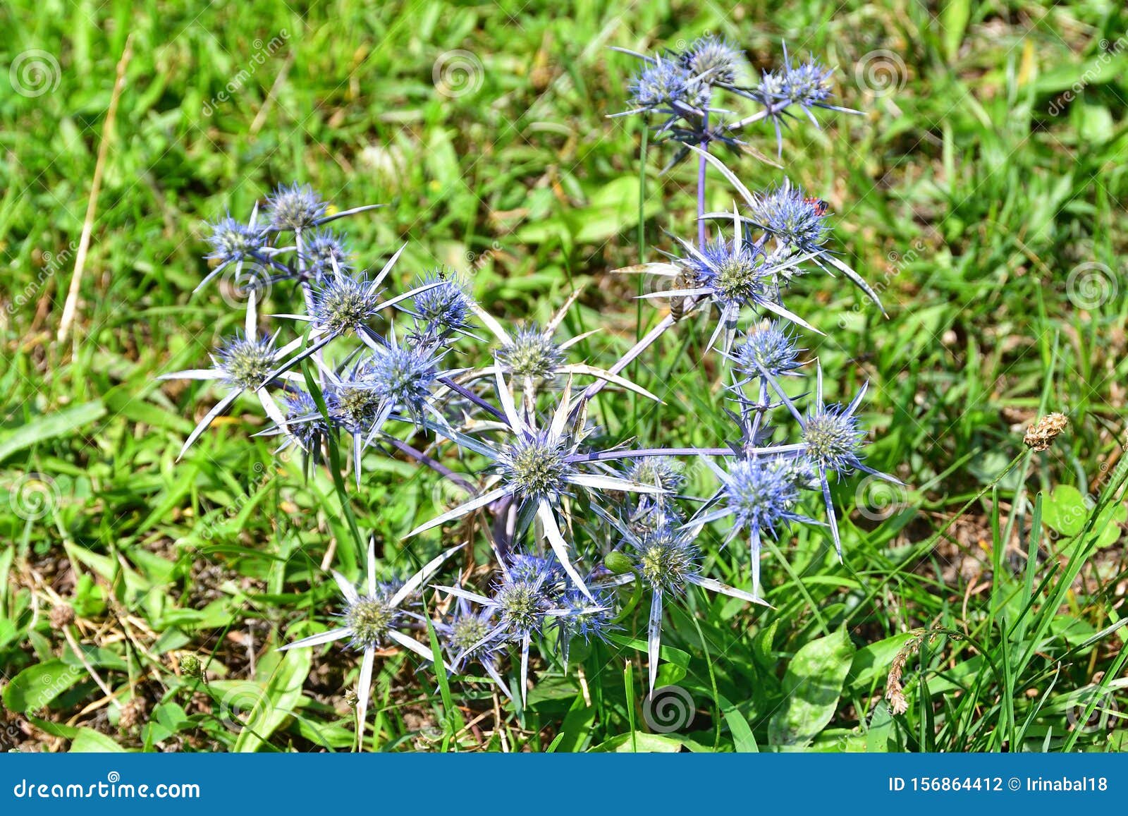 Eryngium Eryngium Planum in the Mountains of Abkhazia Stock Photo