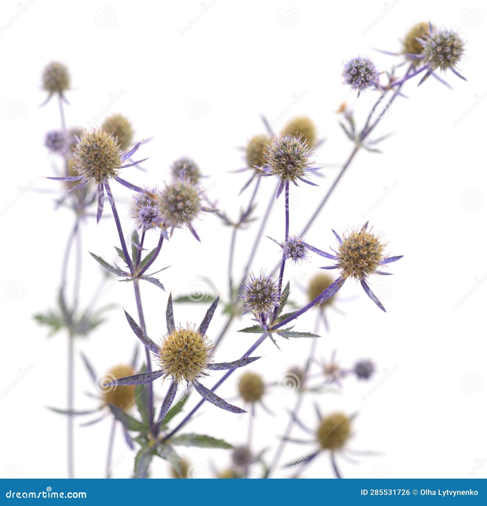 Eryngium planum on white stock photo. Image of isolated 285531726