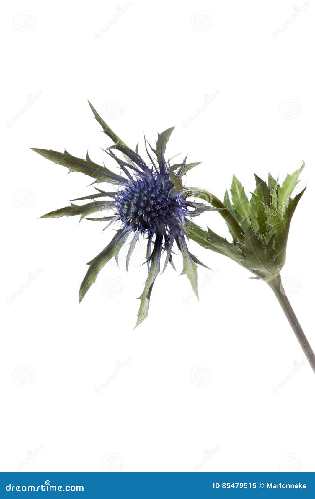 Eryngium planum stock image. Image of flat, close, background 85479515