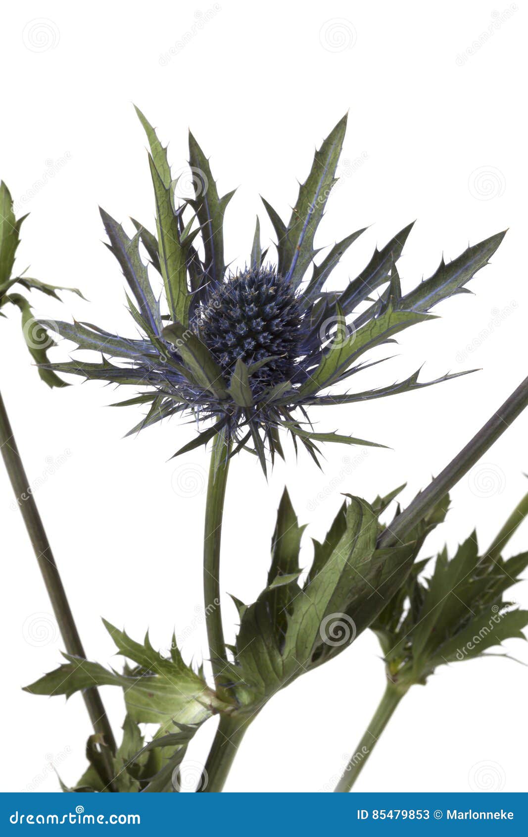 Eryngium planum stock image. Image of macro, flat, planum 85479853