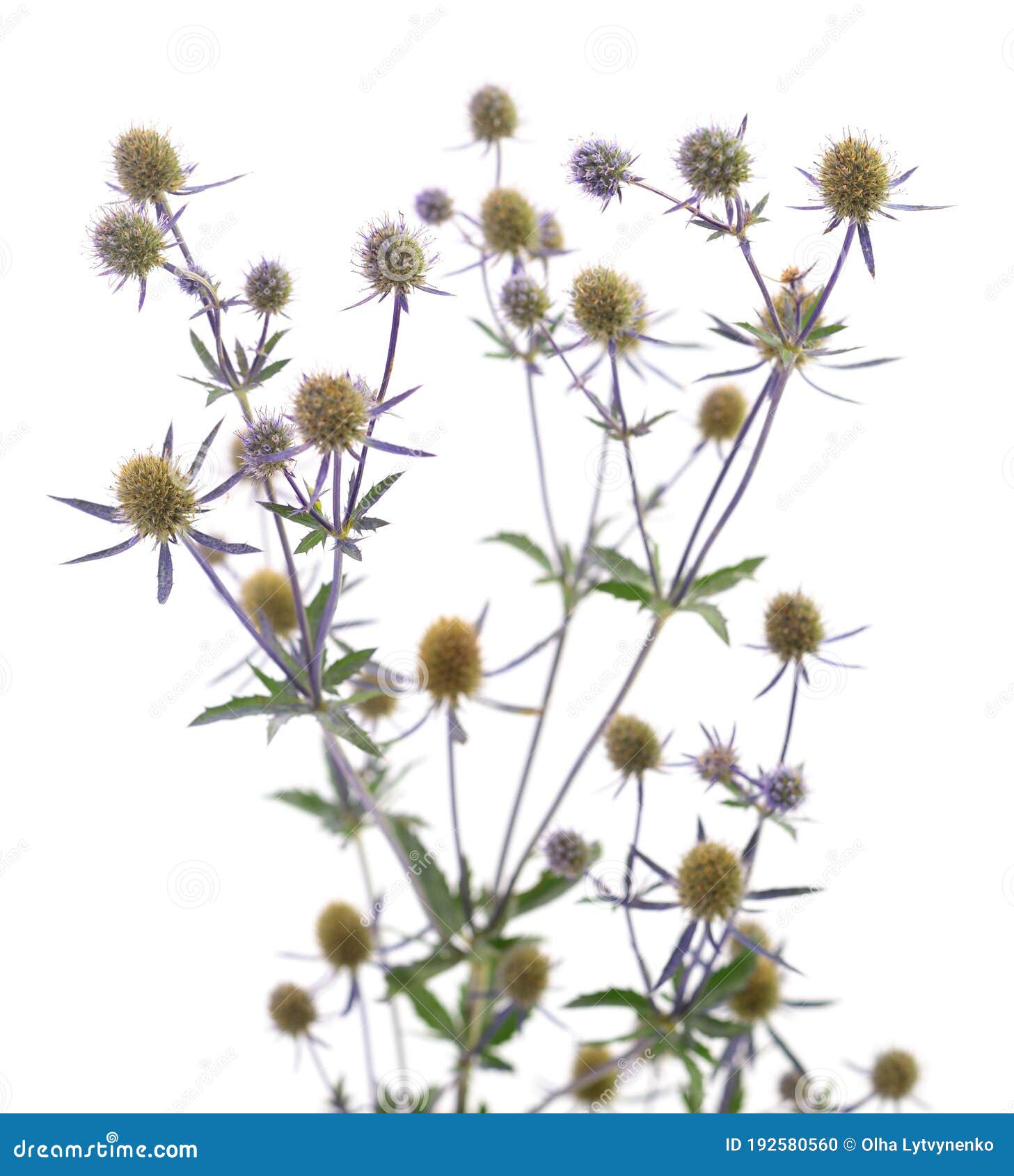 Eryngium planum on white stock photo. Image of planum 192580560