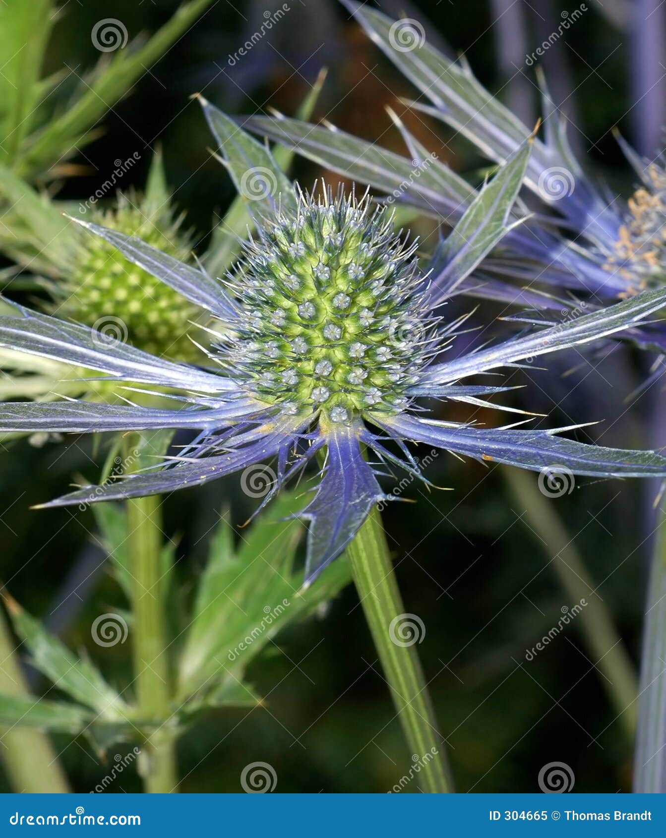 Eryngium Sapphire Blue stock image. Image of flora, bract 304665