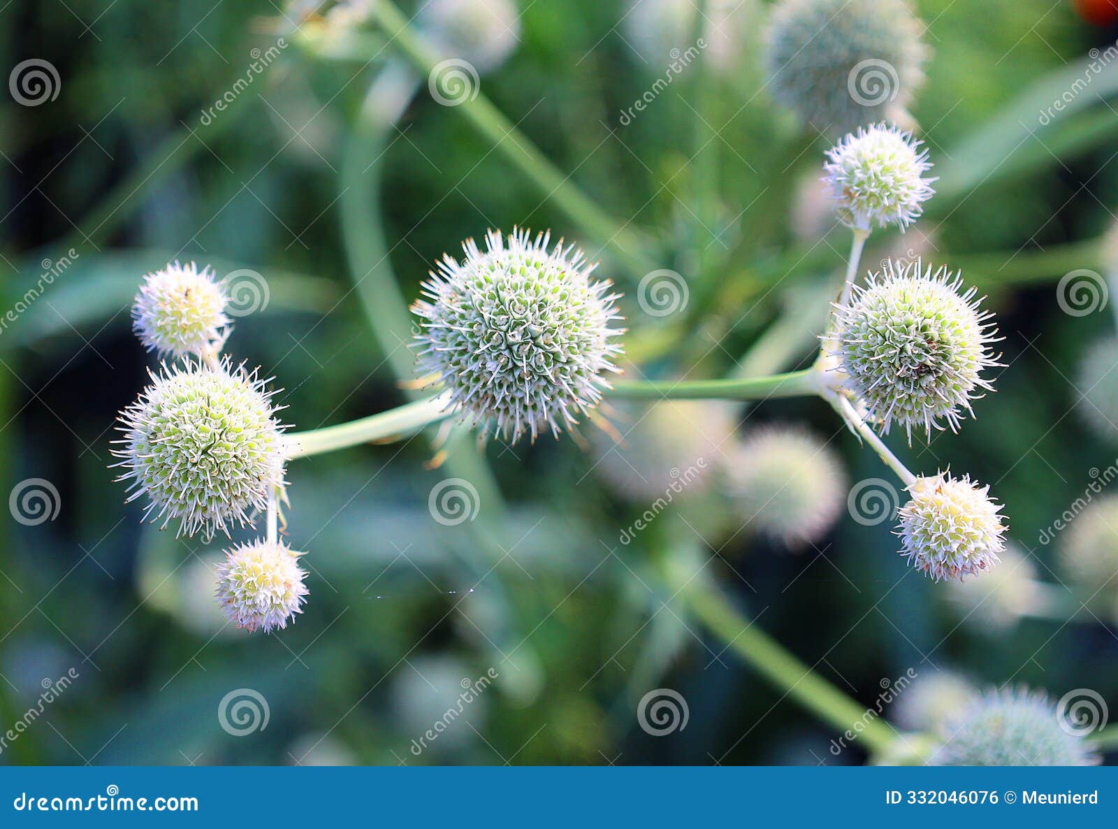 eryngium yuccifolium, known as rattlesnake master, button eryngo,