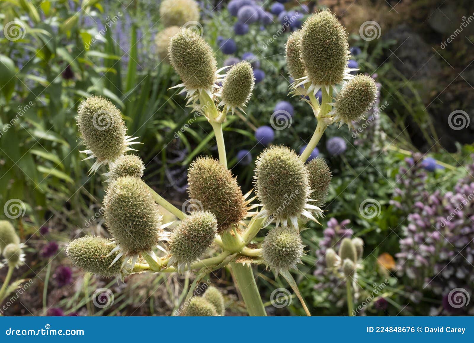 button snakeroot (Eryngium yuccifolium)