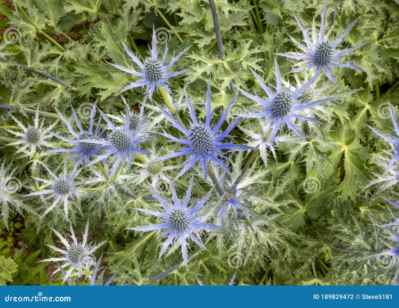 Sea Holly, ERYNGIUM X Zabelii `Big Blue` Stock Photo Image of nature