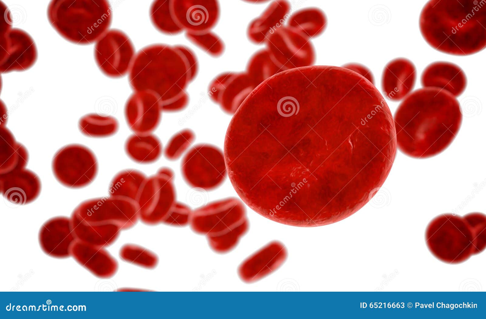 erythrocyte, red blood cells, anatomy concept