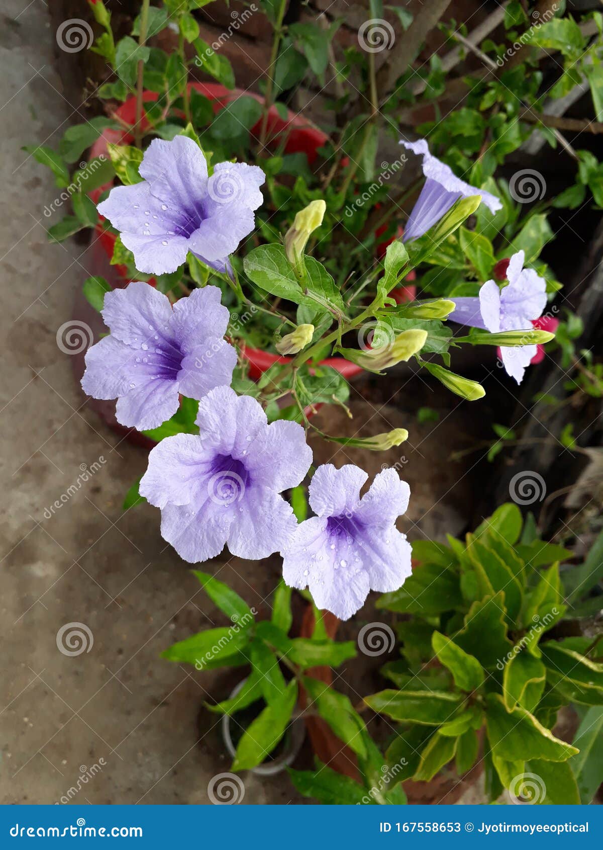 Es Bello Racimo De Flores Moradas Imagen de archivo - Imagen de mezclado, feliz: 167558653 Es Bello Racimo De Flores Moradas Imagen de archivo - Imagen de mezclado, feliz: 167558653