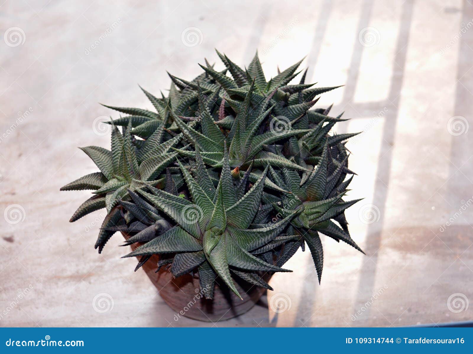 Es Una Pequeña Planta Interior Del Cactus De La Estrella Foto de archivo -  Imagen de raro, foto: 109314744