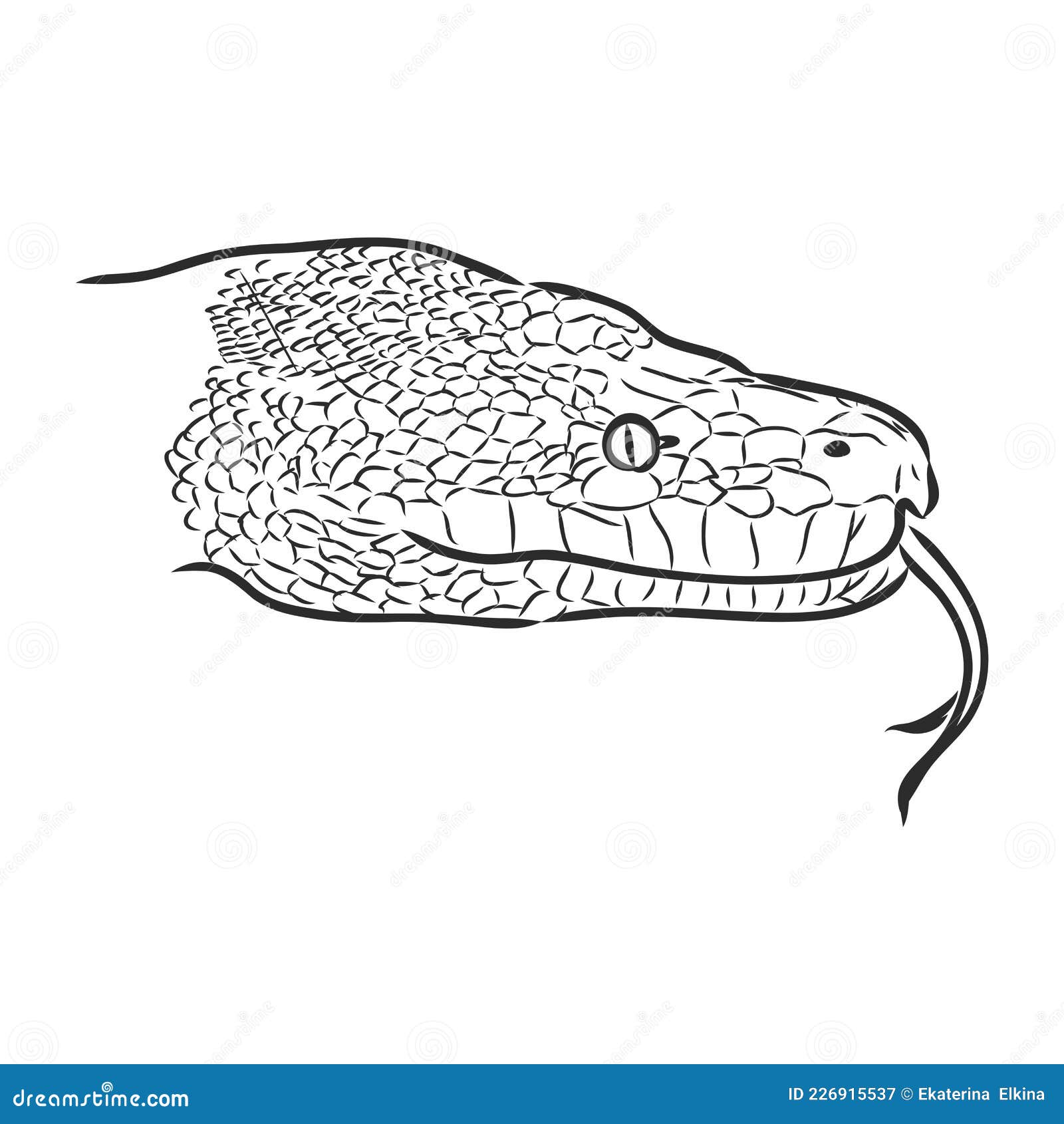 Vetores de Desenho De Cobra Cobra Esboço De Mão De Réptil Selvagem e mais  imagens de Colorindo - iStock