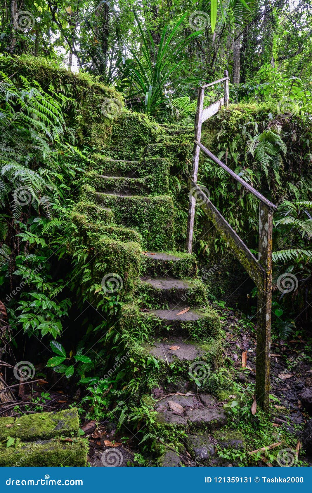 Escadas de pedra velhas no jardim coberto de vegetação da floresta. As escadas de pedra velhas na floresta coberto de vegetação jardinam, passeio do turista Bali Indonésia