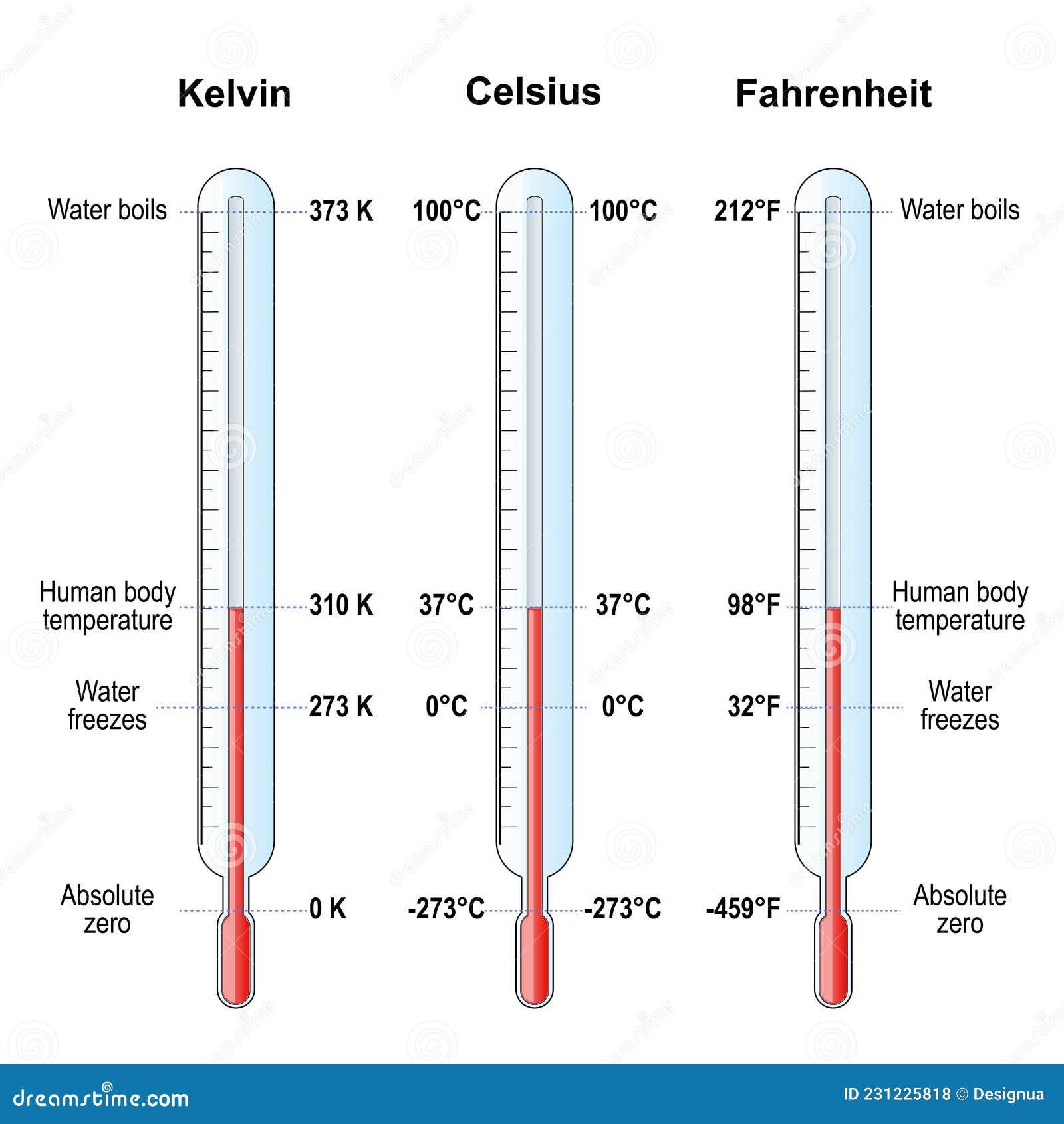 Museo Guggenheim Embrión inflación Escalas De Temperatura. Termómetros Celsius Fahrenheit Y Kelvin Ilustración  del Vector - Ilustración de equipo, control: 231225818