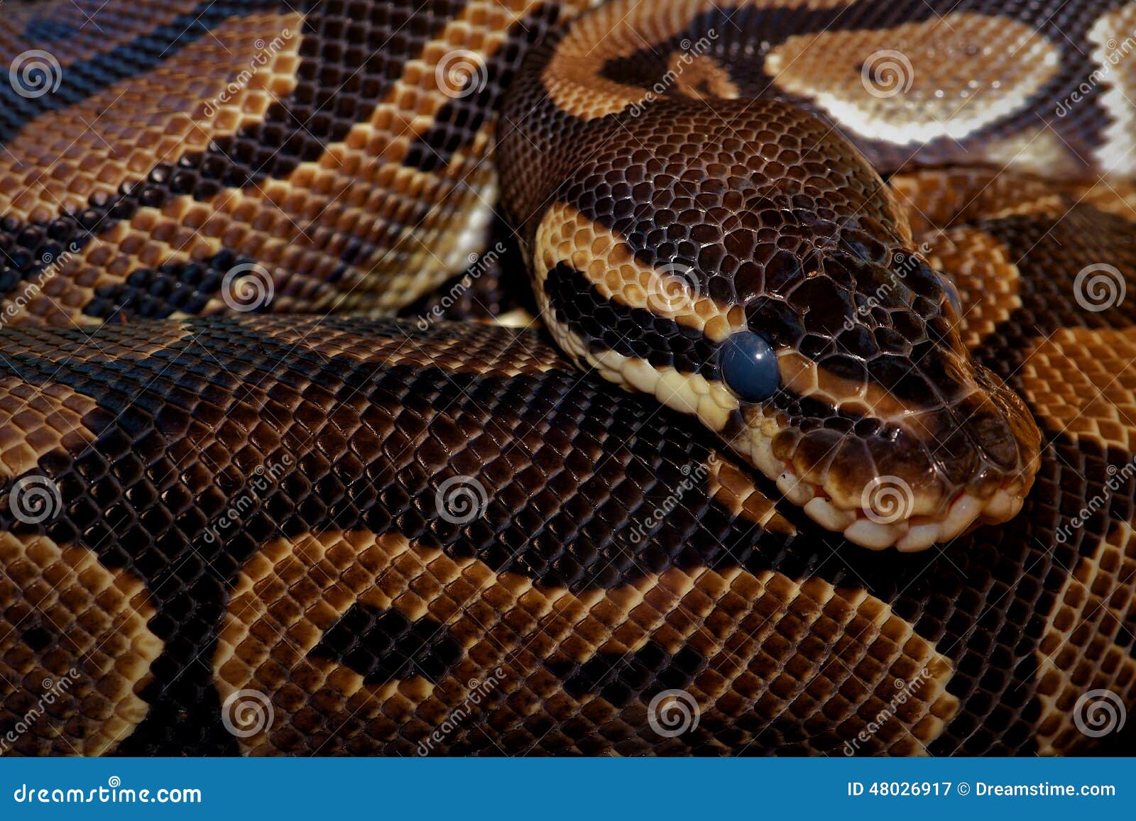 Escalas reales de Python imagen de archivo. Imagen de serpiente 48026917