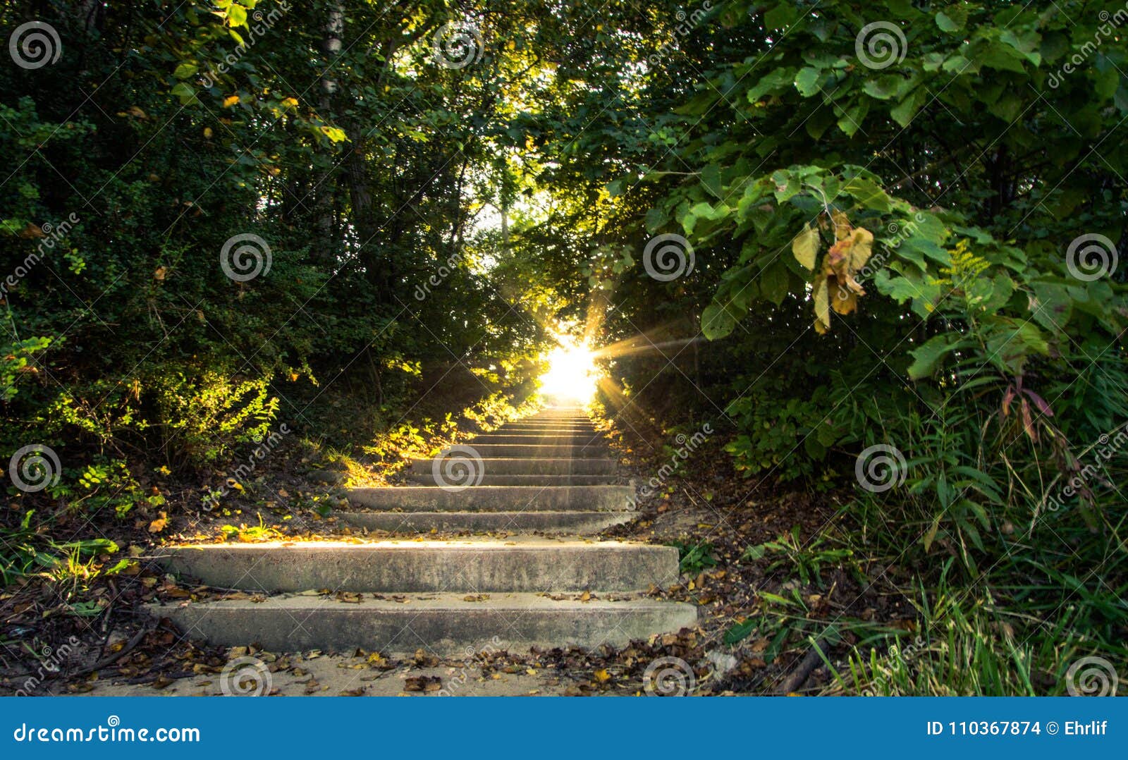 Escalera al paisaje de la naturaleza del cielo. La luz del sol fluye abajo de una escalera que viaje para arriba a través de un bosque escénico
