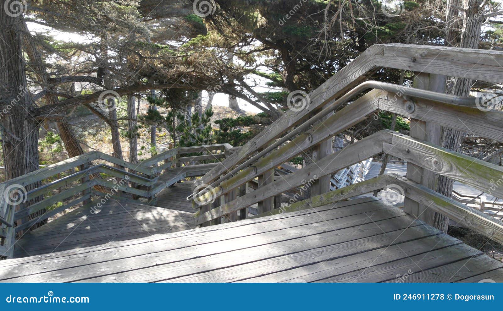 De Madera Para El Solitario Cypress 28 En Coche Monterey California. Pinos. Foto de archivo editorial - Imagen de coastline, america: 246911278