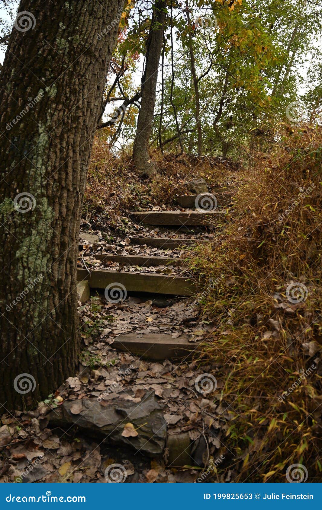 Vinilo Pixerstick Escaleras subiendo ladera en el bosque hacia la